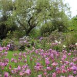 fleurdujardingiteduharasoise